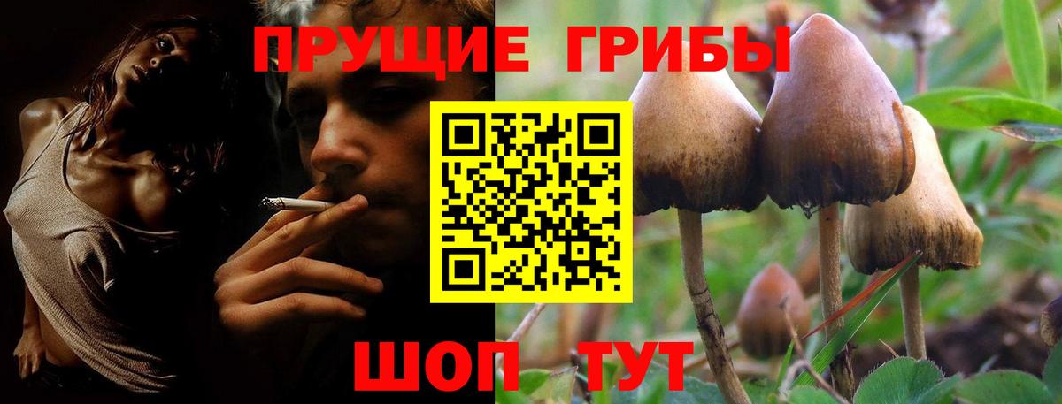 Махачкала  Псилоцибиновые грибы GOLDEN TEACHER  Вход с VPN  Псилоцибиновые грибы Psilocybine cubensis 